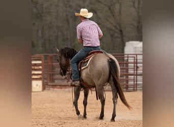 Quarter horse américain, Hongre, 10 Ans, 150 cm, Grullo
