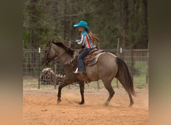 Quarter horse américain, Hongre, 10 Ans, 150 cm, Grullo