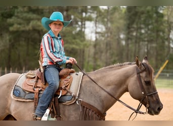 Quarter horse américain, Hongre, 10 Ans, 150 cm, Grullo