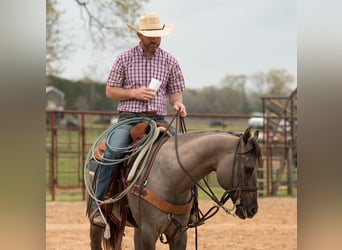 Quarter horse américain, Hongre, 10 Ans, 150 cm, Grullo