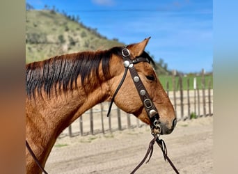 Quarter horse américain, Hongre, 10 Ans, 150 cm, Isabelle