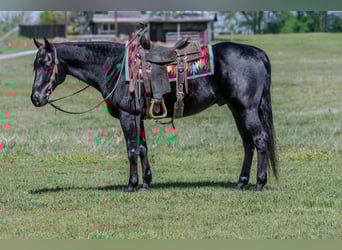 Quarter horse américain, Hongre, 10 Ans, 150 cm, Noir