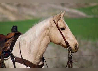 Quarter horse américain, Hongre, 10 Ans, 150 cm, Palomino