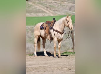 Quarter horse américain, Hongre, 10 Ans, 150 cm, Palomino