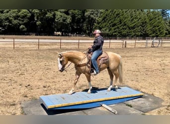 Quarter horse américain, Hongre, 10 Ans, 150 cm, Palomino