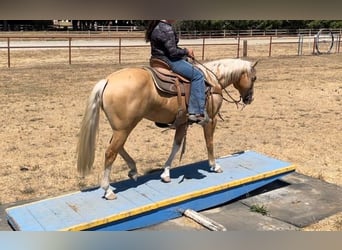 Quarter horse américain, Hongre, 10 Ans, 150 cm, Palomino