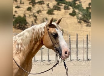 Quarter horse américain, Hongre, 10 Ans, 150 cm, Palomino