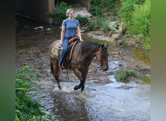 Quarter horse américain, Hongre, 10 Ans, 150 cm, Roan-Bay