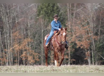 Quarter horse américain, Hongre, 10 Ans, 150 cm, Rouan Rouge