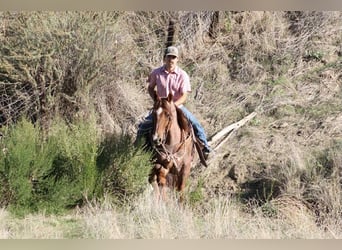 Quarter horse américain, Hongre, 10 Ans, 150 cm, Rouan Rouge