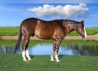 Quarter horse américain, Hongre, 10 Ans, 152 cm, Alezan brûlé