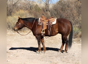 Quarter horse américain, Hongre, 10 Ans, 152 cm, Alezan brûlé