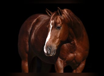 Quarter horse américain, Hongre, 10 Ans, 152 cm, Alezan cuivré