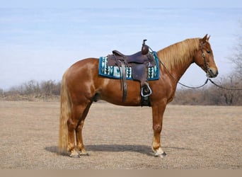 Quarter horse américain, Hongre, 10 Ans, 152 cm, Alezan cuivré
