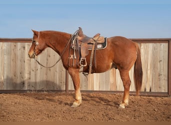 Quarter horse américain, Hongre, 10 Ans, 152 cm, Alezan cuivré