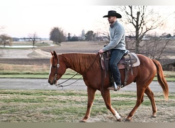 Quarter horse américain Croisé, Hongre, 10 Ans, 152 cm, Alezan cuivré