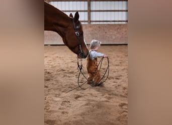 Quarter horse américain Croisé, Hongre, 10 Ans, 152 cm, Alezan cuivré