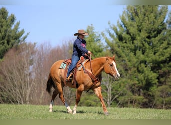 Quarter horse américain, Hongre, 10 Ans, 152 cm, Alezan dun