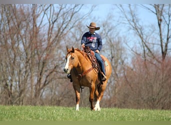 Quarter horse américain, Hongre, 10 Ans, 152 cm, Alezan dun