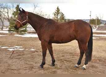 Quarter horse américain, Hongre, 10 Ans, 152 cm, Bai cerise