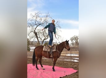 Quarter horse américain, Hongre, 10 Ans, 152 cm, Bai cerise