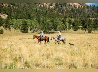 Quarter horse américain, Hongre, 10 Ans, 152 cm, Bai cerise