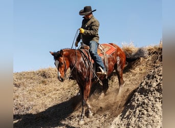 Quarter horse américain, Hongre, 10 Ans, 152 cm, Bai cerise