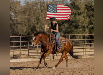 Quarter horse américain, Hongre, 10 Ans, 152 cm, Bai cerise