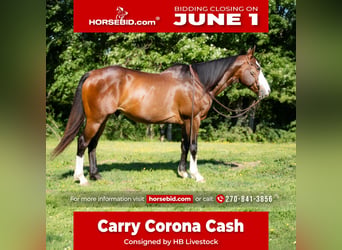 Quarter horse américain, Hongre, 10 Ans, 152 cm, Bai cerise