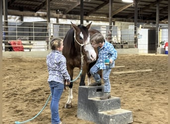 Quarter horse américain, Hongre, 10 Ans, 152 cm, Bai cerise