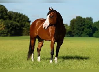 Quarter horse américain, Hongre, 10 Ans, 152 cm, Bai cerise