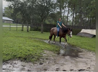 Quarter horse américain, Hongre, 10 Ans, 152 cm, Bai cerise