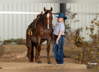 Quarter horse américain, Hongre, 10 Ans, 152 cm, Bai cerise