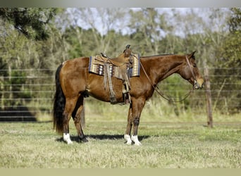 Quarter horse américain, Hongre, 10 Ans, 152 cm, Bai cerise