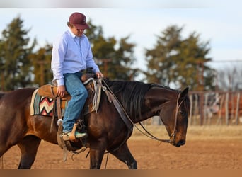 Quarter horse américain, Hongre, 10 Ans, 152 cm, Bai cerise
