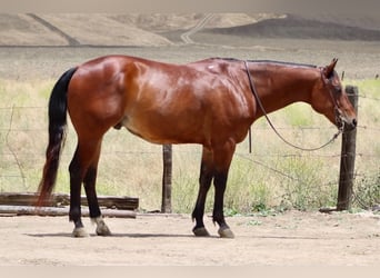 Quarter horse américain, Hongre, 10 Ans, 152 cm, Bai cerise