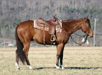 Quarter horse américain, Hongre, 10 Ans, 152 cm, Bai cerise