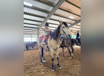 Quarter horse américain, Hongre, 10 Ans, 152 cm, Buckskin