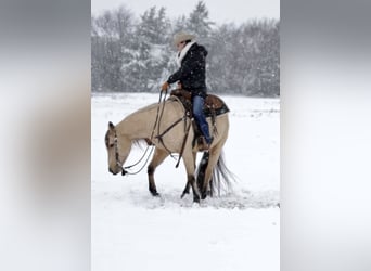 Quarter horse américain, Hongre, 10 Ans, 152 cm, Buckskin