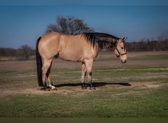 Quarter horse américain, Hongre, 10 Ans, 152 cm, Buckskin