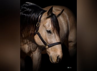 Quarter horse américain, Hongre, 10 Ans, 152 cm, Buckskin