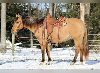 Quarter horse américain, Hongre, 10 Ans, 152 cm, Buckskin