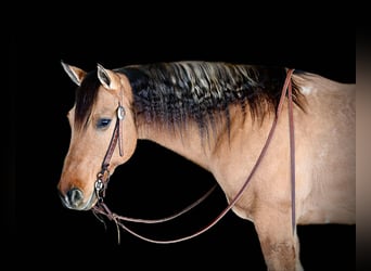 Quarter horse américain, Hongre, 10 Ans, 152 cm, Buckskin