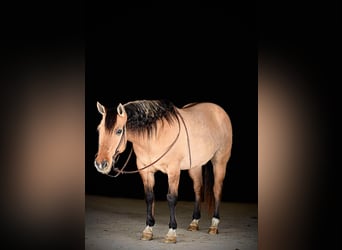 Quarter horse américain, Hongre, 10 Ans, 152 cm, Buckskin