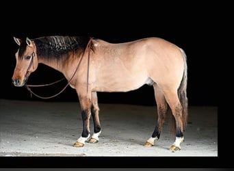 Quarter horse américain, Hongre, 10 Ans, 152 cm, Buckskin