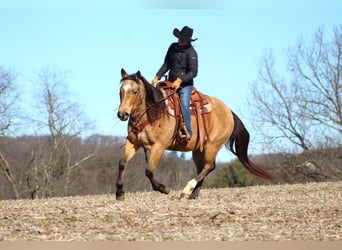 Quarter horse américain, Hongre, 10 Ans, 152 cm, Buckskin