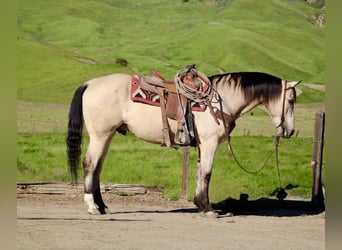 Quarter horse américain, Hongre, 10 Ans, 152 cm, Buckskin