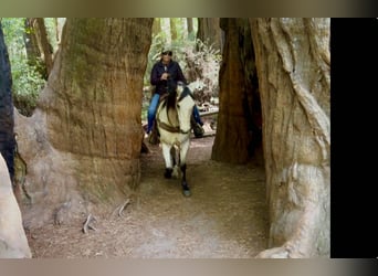 Quarter horse américain, Hongre, 10 Ans, 152 cm, Buckskin