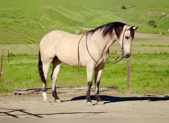 Quarter horse américain, Hongre, 10 Ans, 152 cm, Buckskin
