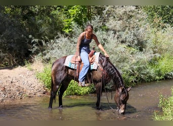 Quarter horse américain, Hongre, 10 Ans, 152 cm, Buckskin